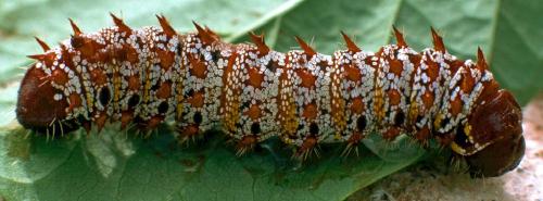 Gonimbrasia belina